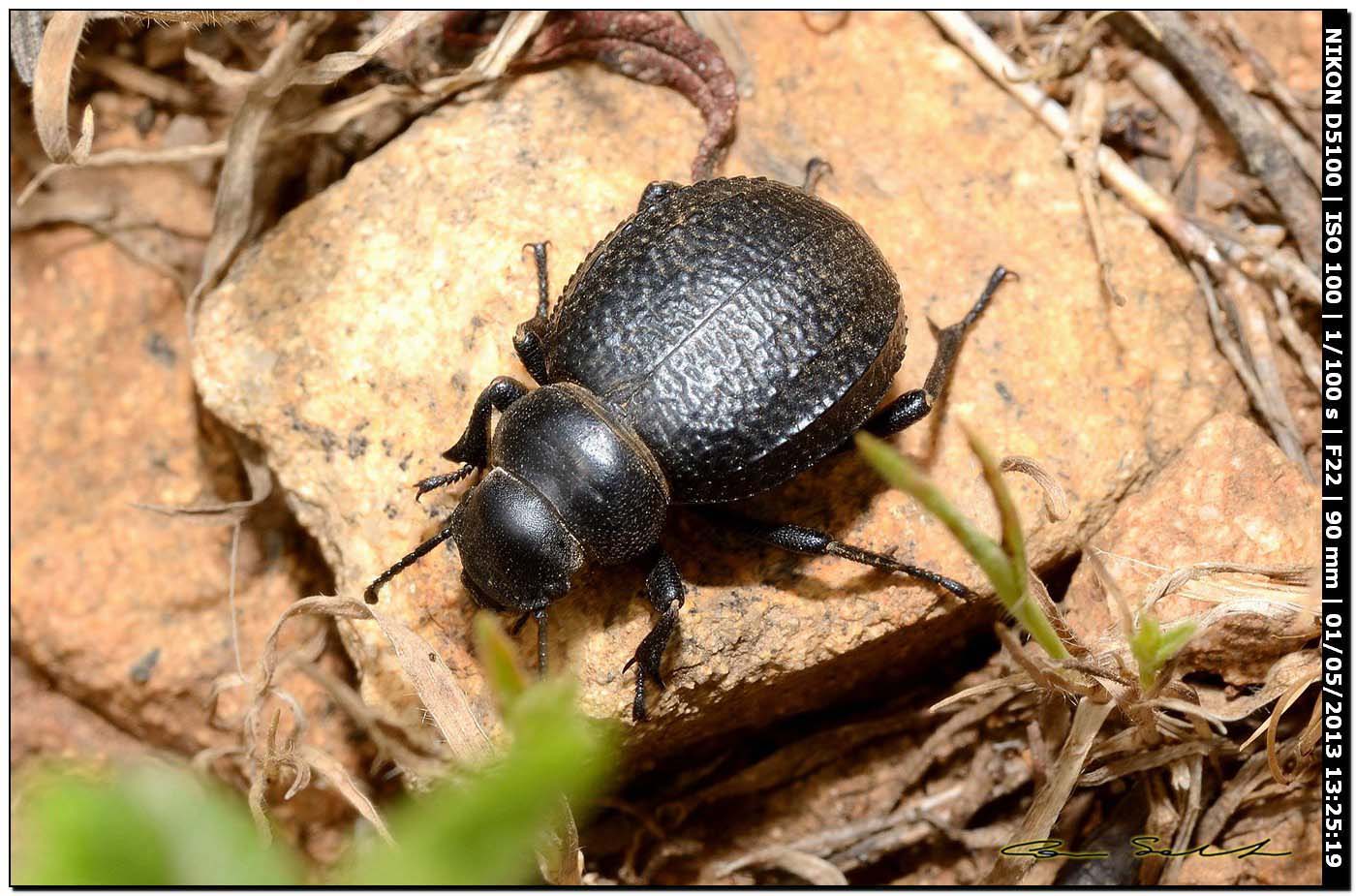 Pimelia sp.